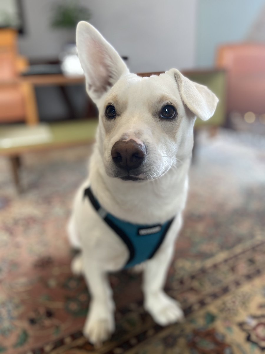 Saba Hamedy tweet media