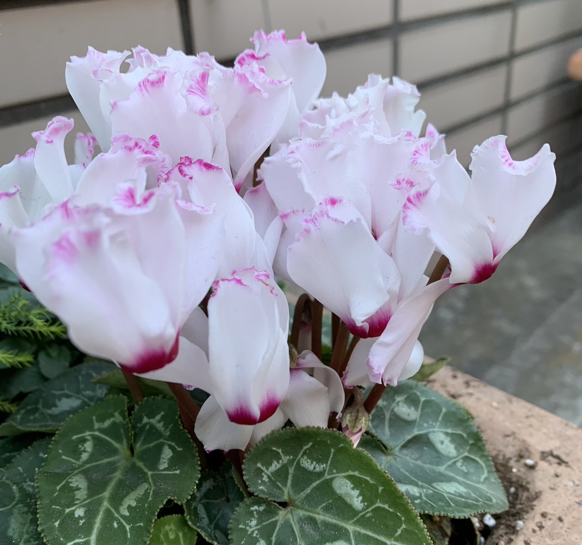 誠太郎 おはよう 大寒の空に咲きしシクラメン 紅を差したる麗かさ 清き微笑みはあなただけのもの その微笑みを忘れないで おはようございます 白いシクラメンの花言葉 清純