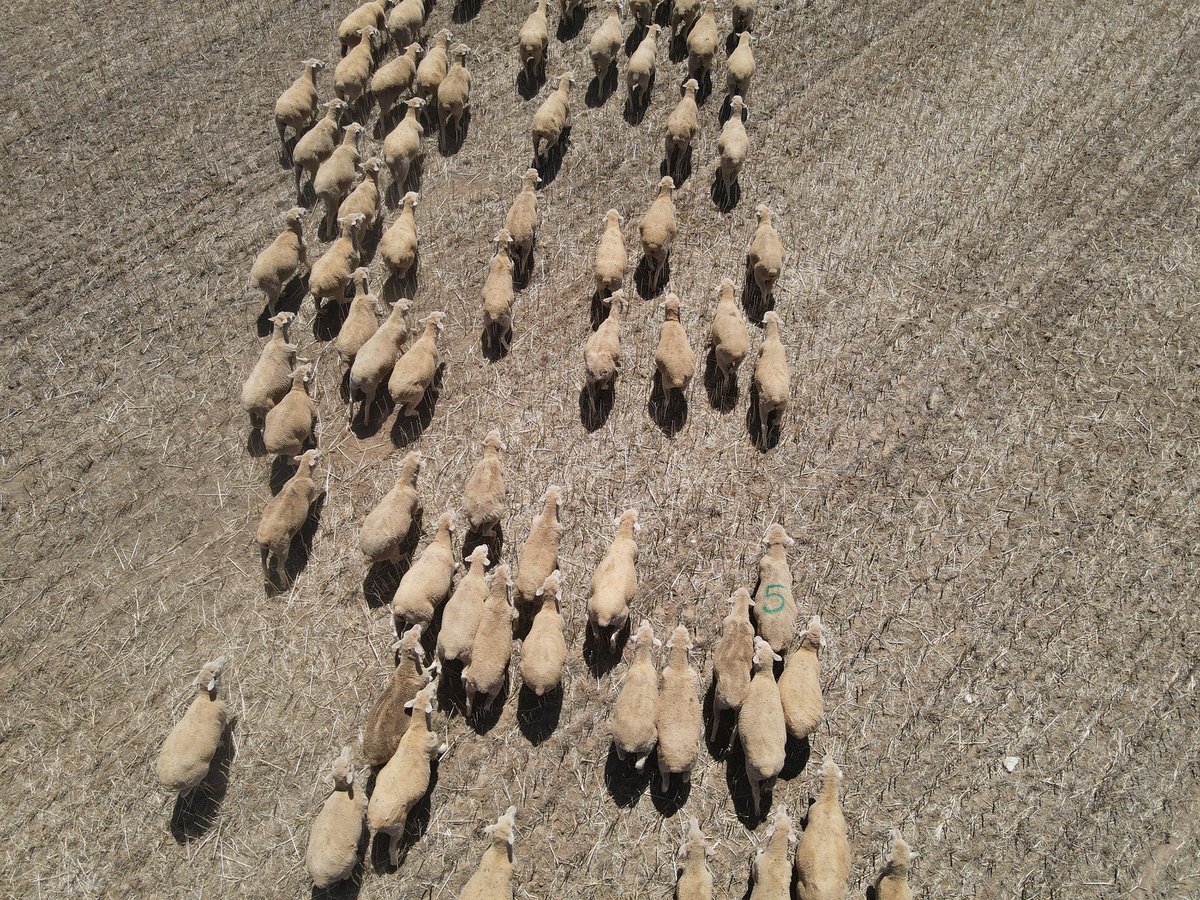 BaderlooSRS's tweet photo. Drone proving effective for checking rams are still where they're meant to be for single sire joinings.
Saves driving through some of the rougher paddocks and a lot of time.
#farmdrone #farmdrones #farmtechnology #neXtgenagri #nonmulesed #DJI #djimavicair https://t.co/UvSLQVXWAv