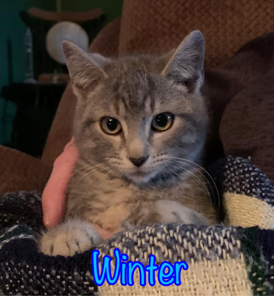 Winter (male) Kitten about 3 mo old, tested negative had first vaccine. Still being socialized in foster care. Accepting applications at bingosfoundation.org.
#adoptable #cats #kittens #philly #BucksCountyPA #catrescue #nokill #bingosfoundation #adoptdontshop  #catsoftwitter