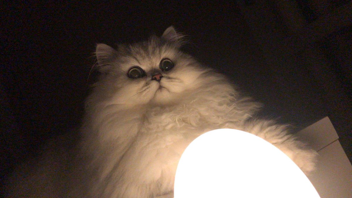 aitorperez_'s tweet photo. Yo: (enciendo la luz)
Mi gato: érase una vez...👻 https://t.co/BFVa99scXp