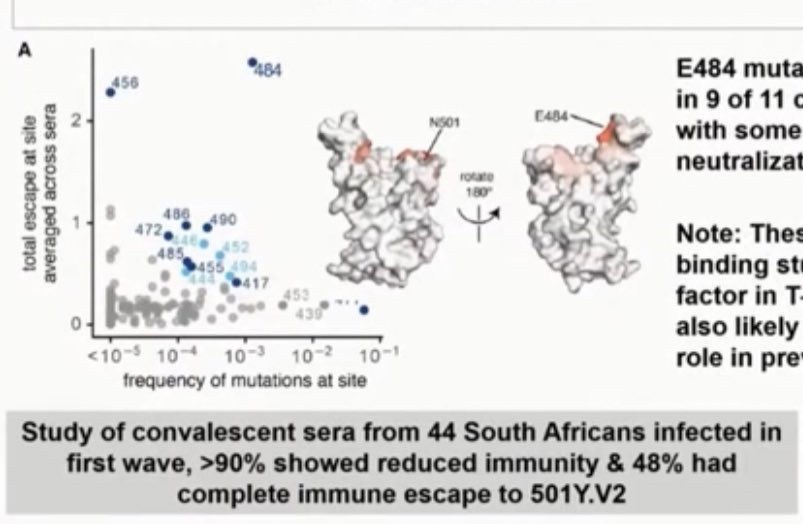 2) “This suggests that they may no longer be protected from re-infection.” They point out that of people who had recovered from  #COVID19 from the 1st wave, “90% showed reduced immunity” to the new variant  #B1351 (aka 501Y.V2) in addition to 48% w/ “complete immune escape”