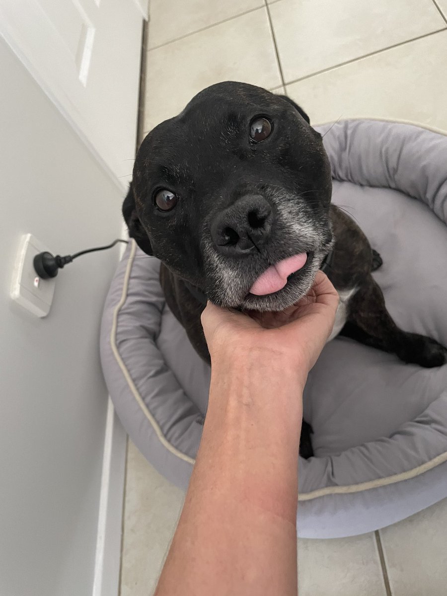 Got this cutie to keep me company...