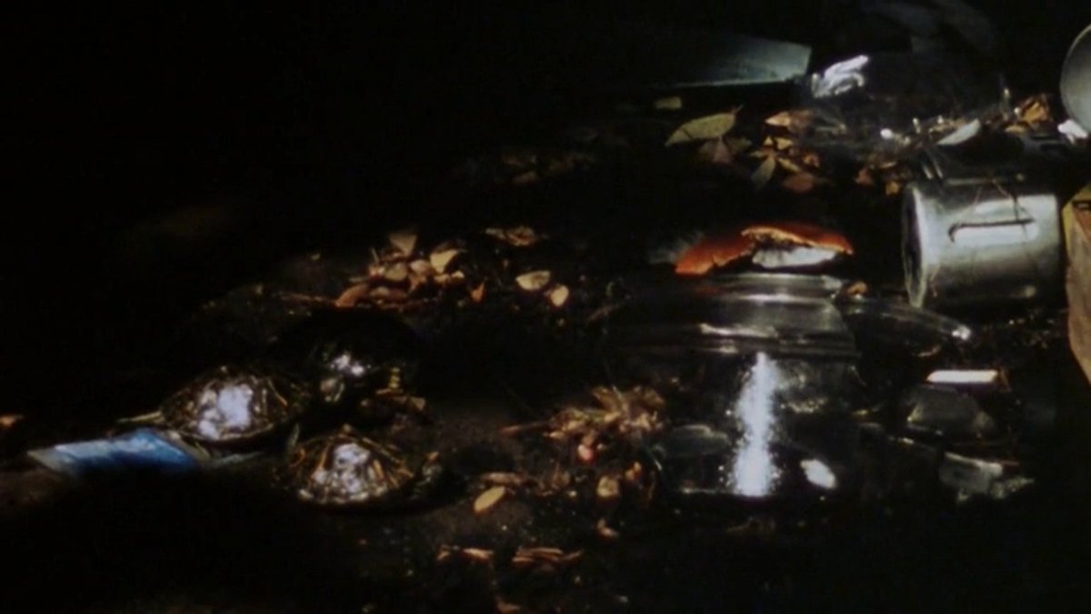 Awwww!! Baby turtles!!