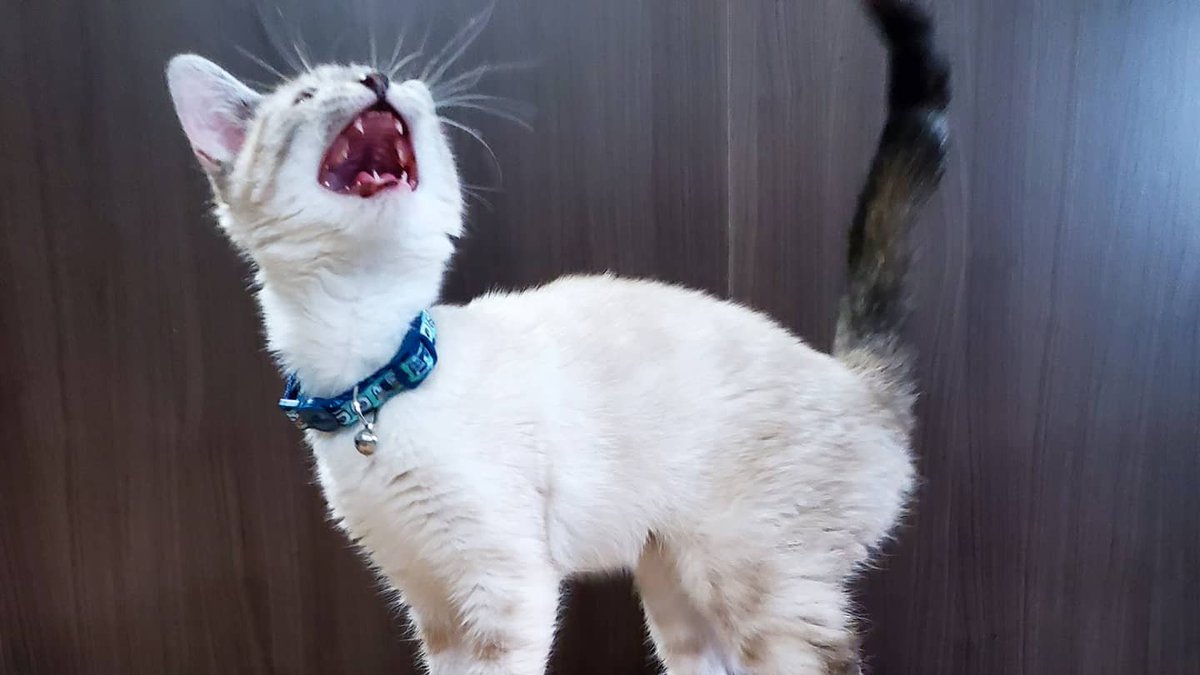 Come see what Mochi is screaming about on our Twitch!

twitch.tv/thecranecouple