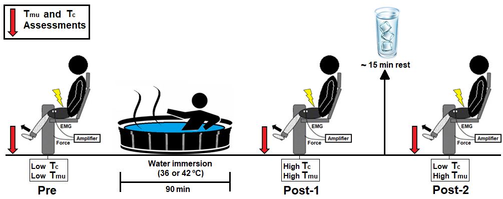 PatrickRod_PhD's tweet photo. Our new study shows that HWI (42°C) increases rapid force production and enhances neuromuscular function. It may improve physical function, including falls prevention in older persons and patient populations.
@GeoffMinett @gabrielstrajano @orssattolucas
https://t.co/LKZC2WvqIA https://t.co/G9hRhjxfID