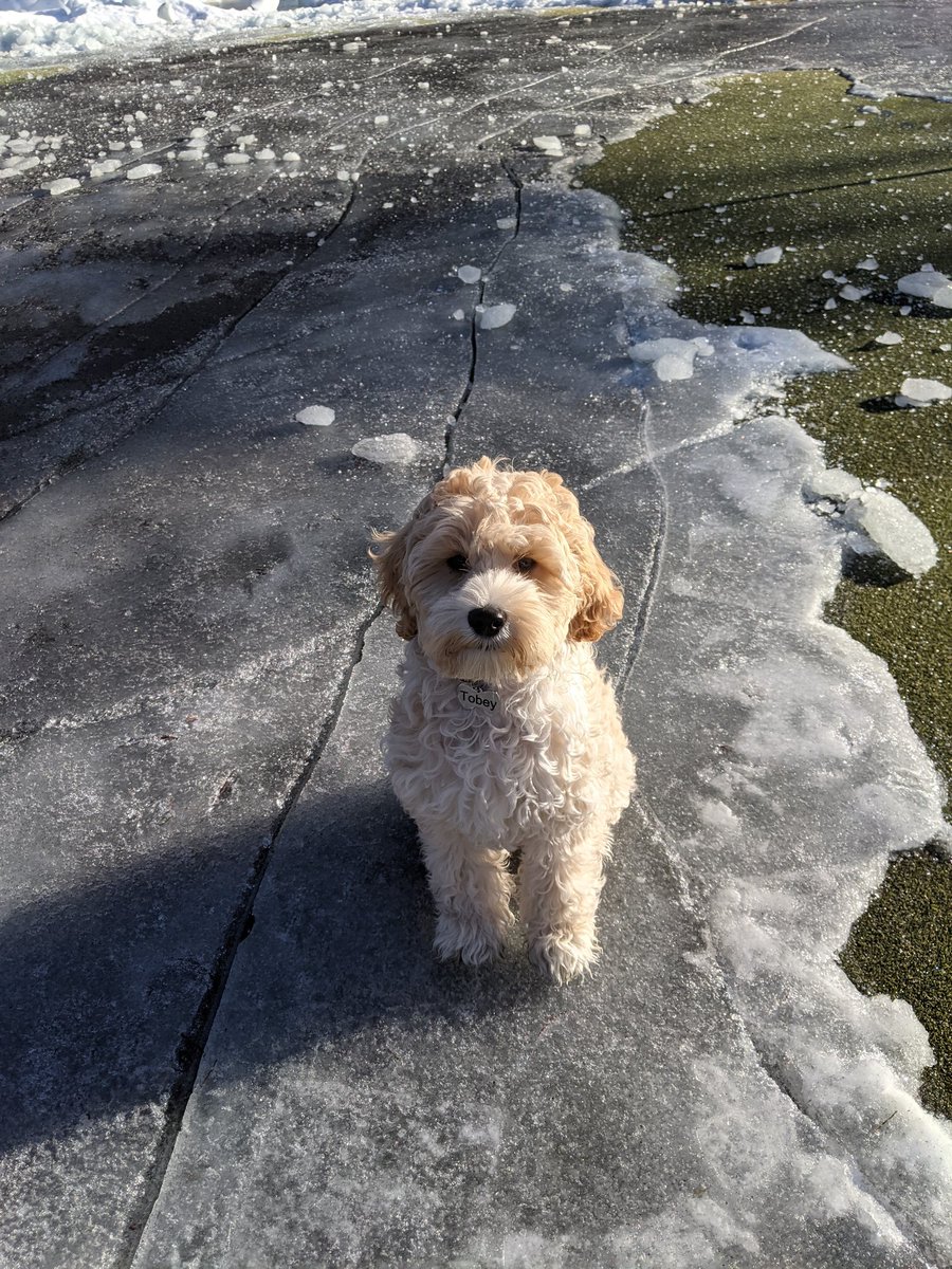 Tobey is excited to be on the crew, but hates the ice as much as I do.