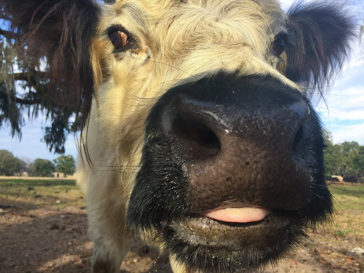 Pepper and her baby, Truffles, came to us with Seymour from <a href="/FarmSanctuary/">Farm Sanctuary</a>. Seymour has been broadening his social circle and has been spending a lot more time with the frolic sisters, Mary and Florence. I guess this picture accurately represents how Pepper feels about that...
