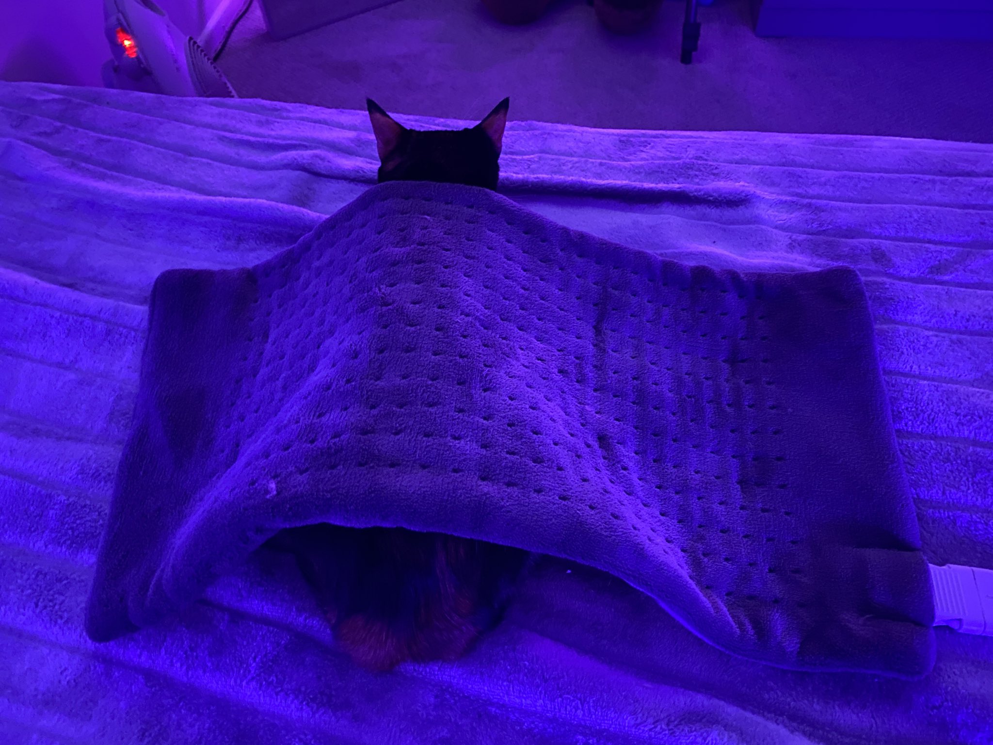 2 pic. lobster loves my heating pad https://t.co/vZa1pCpgpm