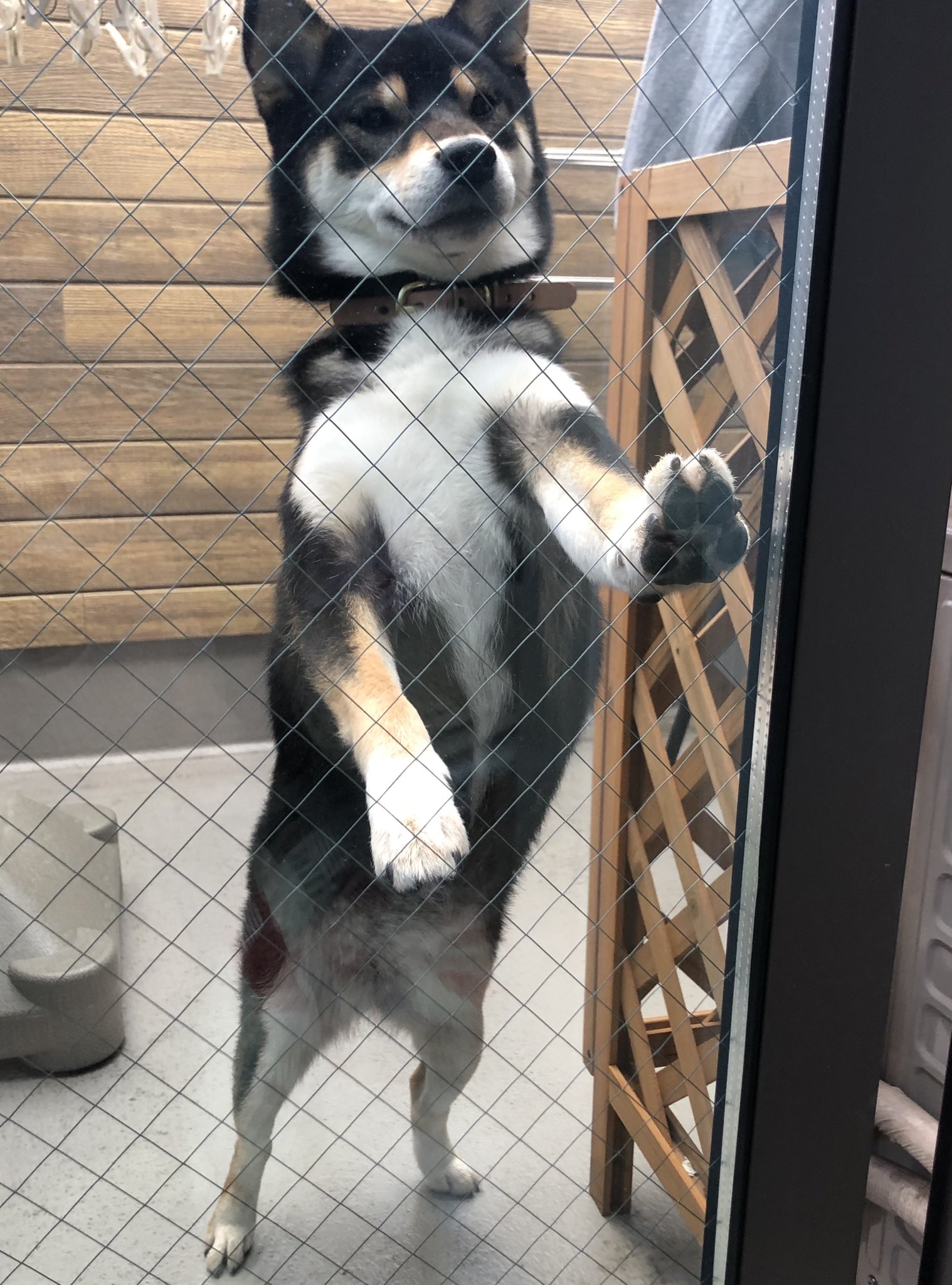 待つ犬 Twitter Search Twitter
