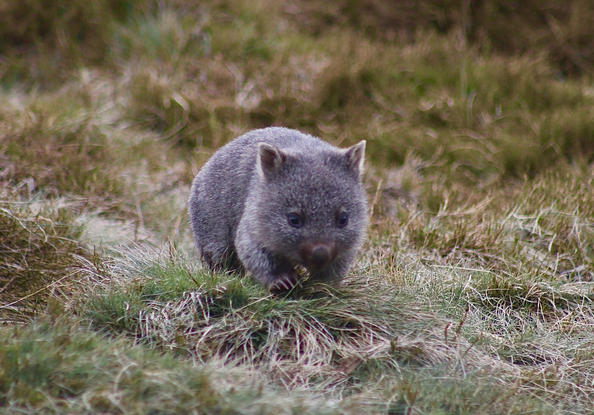 It is a scientific fact that Australia has the best mammals -

Venomous               ✅ 
Egg layers               ✅
Fashionable spots  ✅
Wombats                 ✅