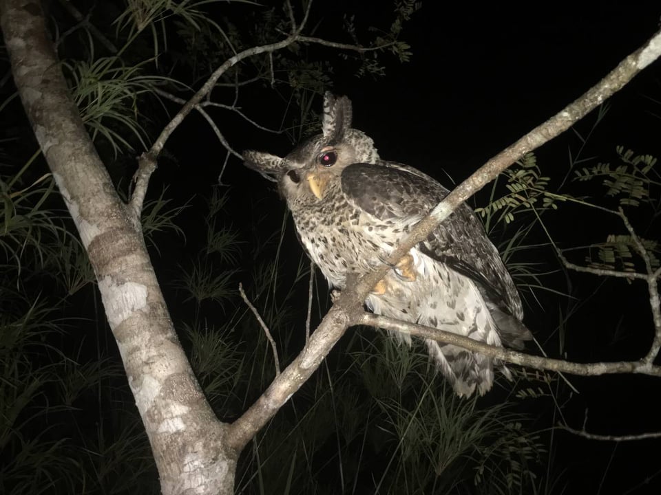 WildlifeRescue's tweet photo. Rangers in the Cardamoms rescued a Spot-bellied Eagle-owl from villagers who were keeping it as a pet! The owl was released back into the forest. #owl #bird #asia #birdofprey #rare #rescue #release #keepitwild #iamnotapet #wildlifenotpets #wildliferescue https://t.co/ZplWU6tVqu