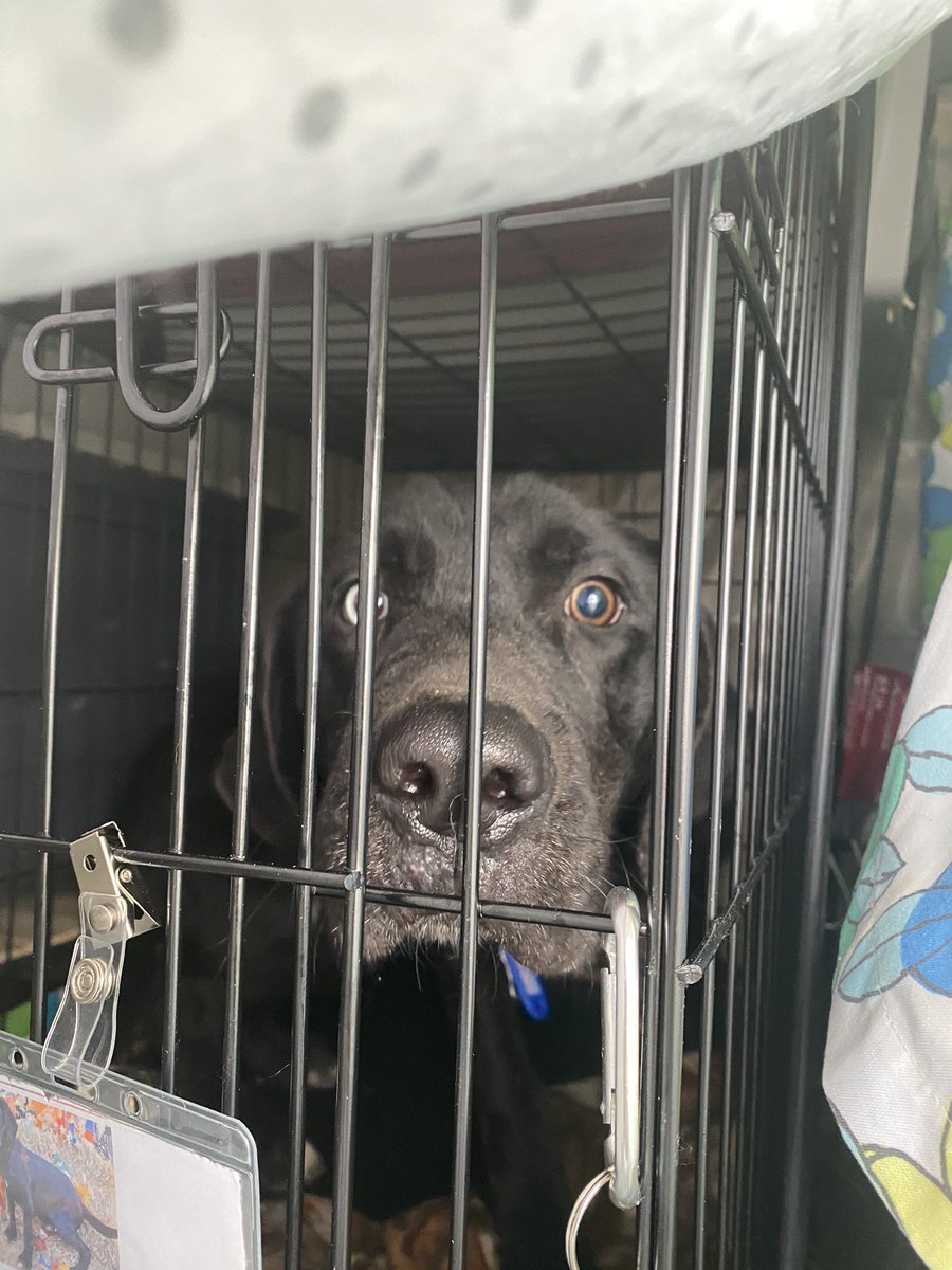 Rescueber tweet media