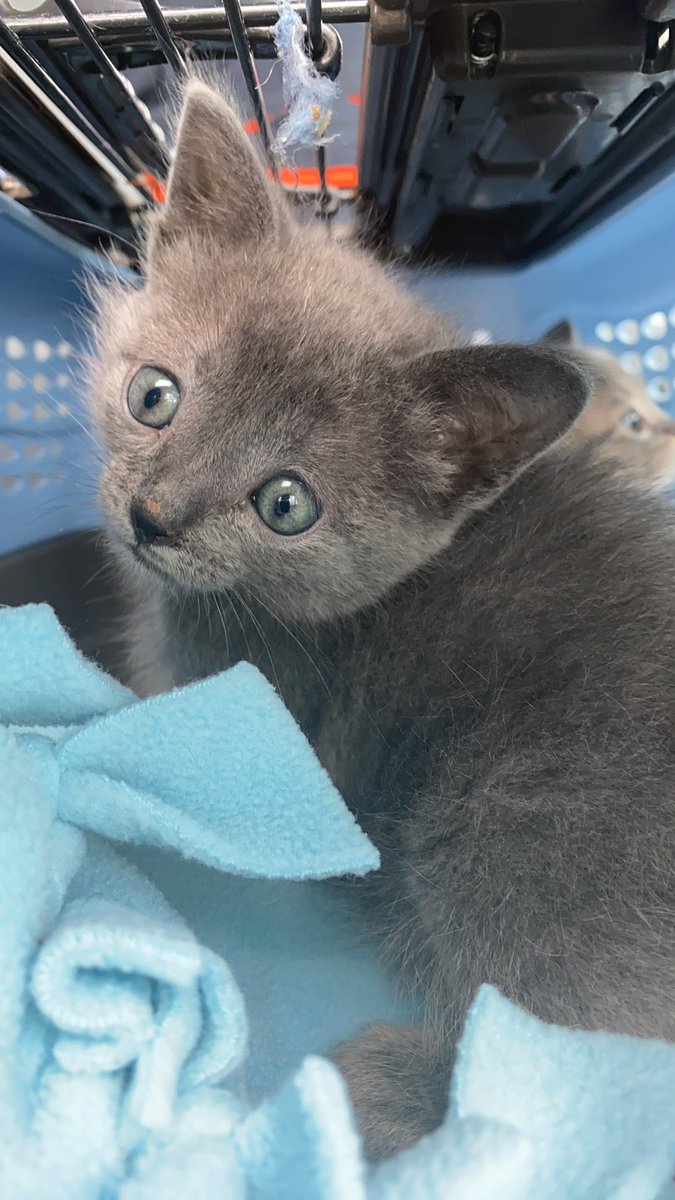 Rescueber tweet media