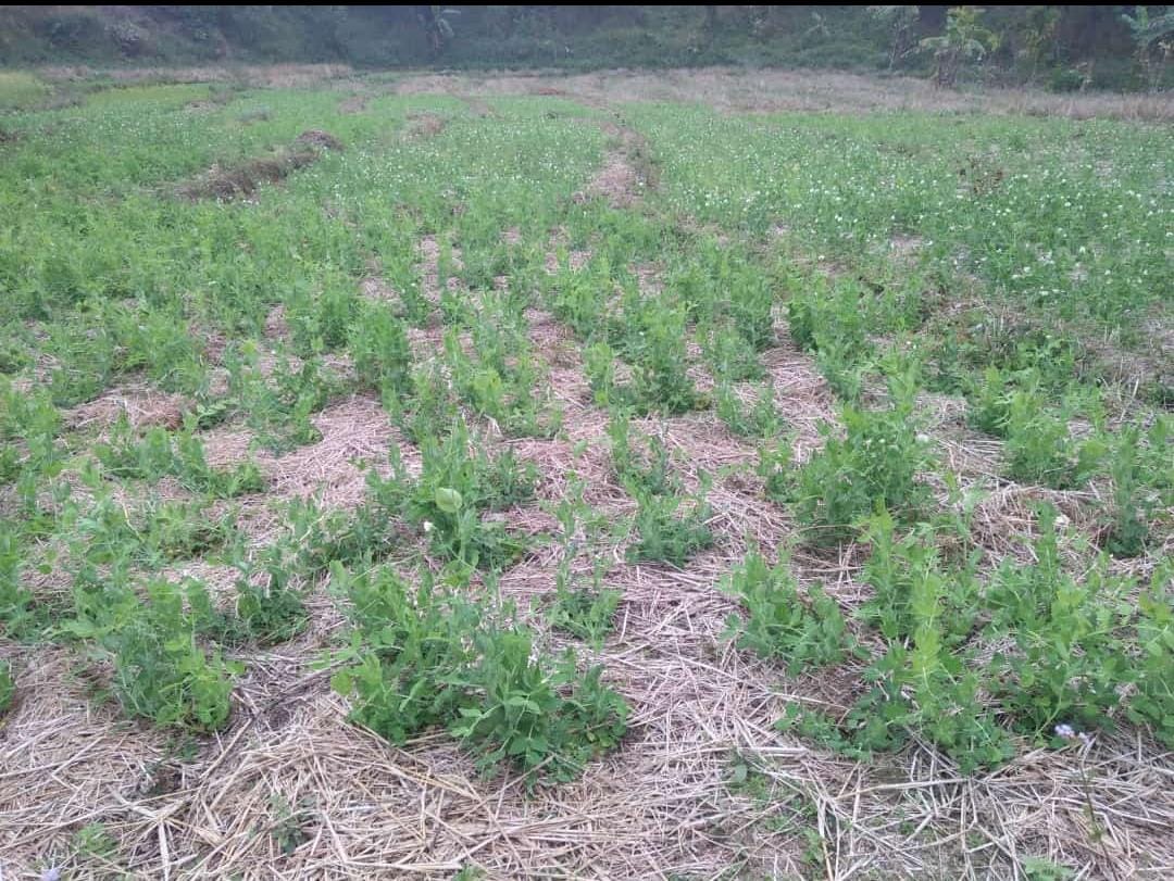 IFADAsia's tweet photo. Do you see the paddy stalk mulch on the ground?

In #India, Govt of Nagaland &amp; IFAD are helping #farmers to use leftover🌾straw to conserve moisture &amp; suppress weed growth for their pea crop. 

This means 0⃣ tillage &amp; no need for ploughing, harrowing, etc, saving time &amp; labour. https://t.co/eRNRY3CJ31