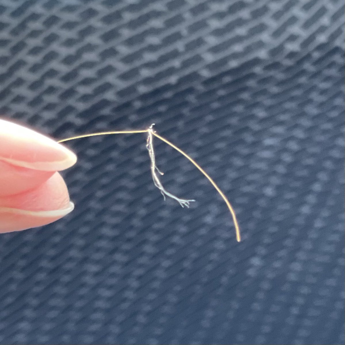 塩辛 髪の毛が勝手に結ばれてるのはまぁよくあるけど 着てたニットの毛と一緒に結ばれるなんてはじめて こんなことあるの