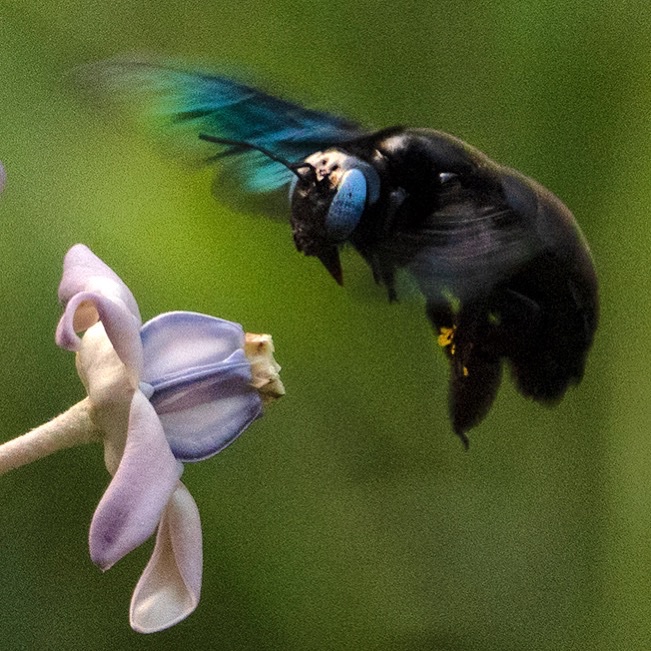 AratiKumarRao's tweet photo. Can any melittologist or entomologist confirm how many times on avg a #carpenterbee #xylocopa (specifically) beats its wings every minute (say while hovering/foraging)? Not able to find it in openaccess papers. I’ve data for other #bees
#insectflight #wingbeat #wingbeatfrequency https://t.co/apryn8EqFY