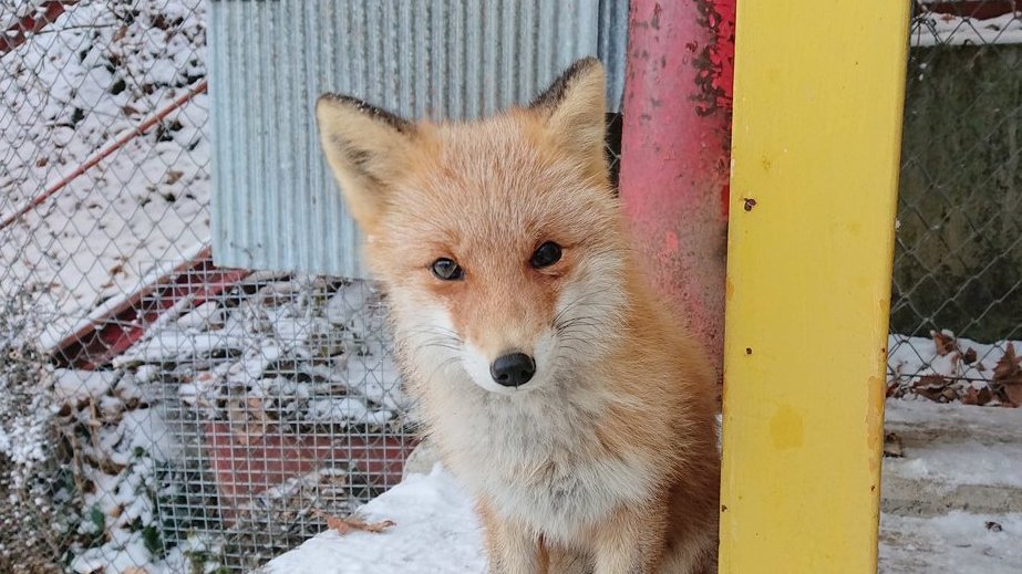 北きつね牧場 公式 ハク 年生まれ 母はな ハク やんちゃ坊主 男の子にしては小柄ですが小さい時から食べ物が絡むと大きい子を押しのけてでも独り占めにしたいタイプ 人大好きイタズラ大好き 困ったもんだ あさひ に抱かれるハク 4枚