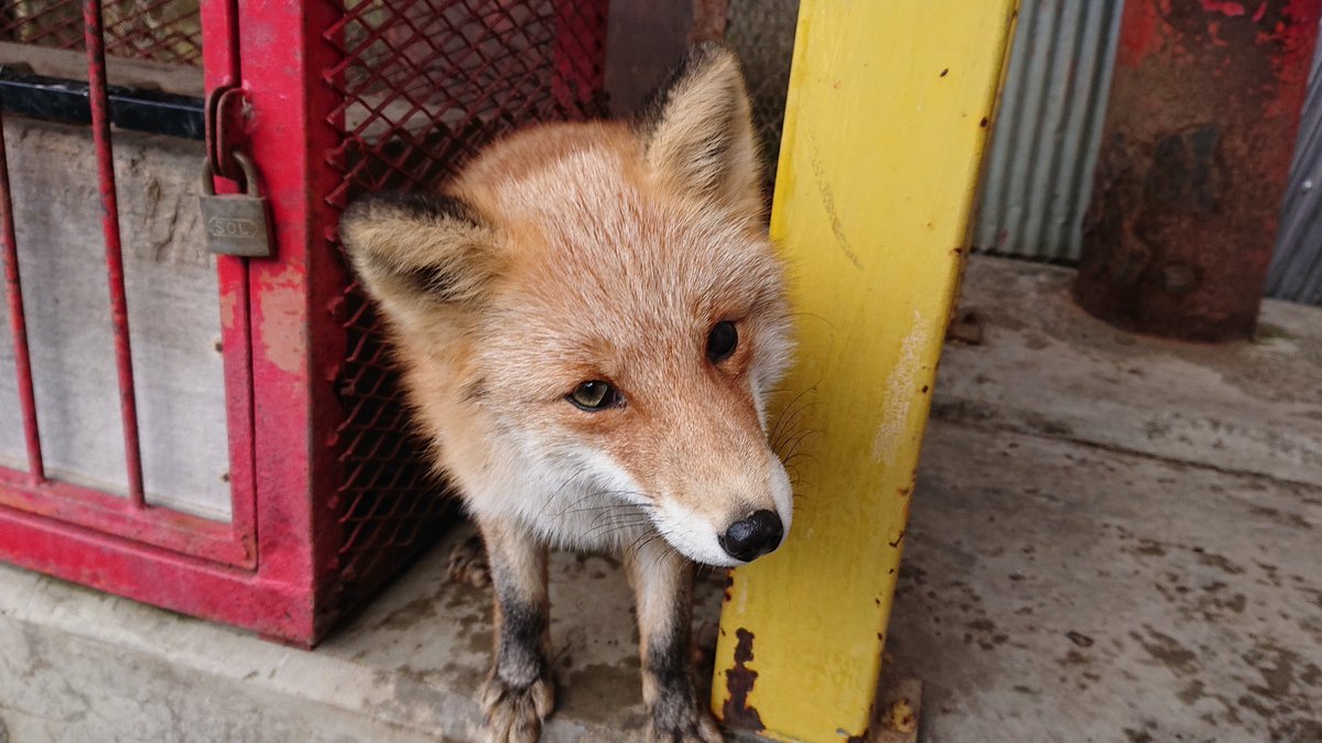 北きつね牧場 公式 ハク 年生まれ 母はな ハク やんちゃ坊主 男の子にしては小柄ですが小さい時から食べ物が絡むと大きい子を押しのけてでも独り占めにしたいタイプ 人大好きイタズラ大好き 困ったもんだ あさひ に抱かれるハク 4枚