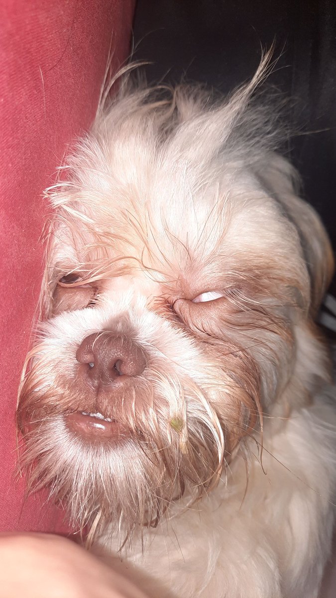 lenartet7's tweet photo. O jeito que o meu cachorro dorme me assusta KKKKKKKKKKKKKKKKKKKKK GENT- https://t.co/1wGseBZCkK