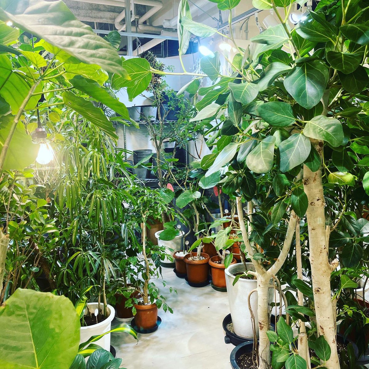 Hanaseikatsu Hanaseikatsu ジャングルコレクション 観葉植物 インテリアグリーン グリーンのある生活 インテリア 札幌 サッポロ 観葉 観葉植物好き 観葉植物インテリア 観葉植物のある暮らし 観葉植物のある生活 観葉植物専門 T Co