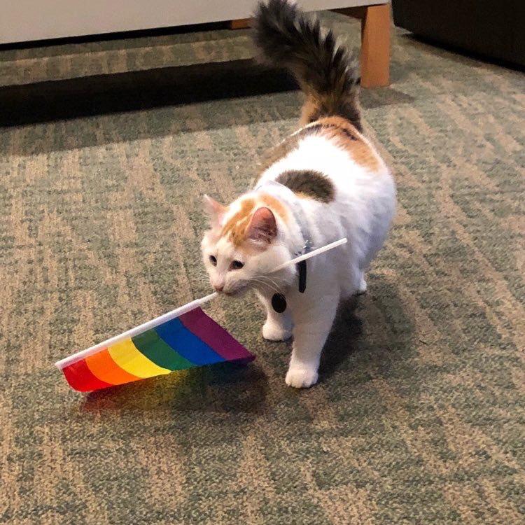 Why you should have a cat (@shouldhavecat) on Twitter photo 