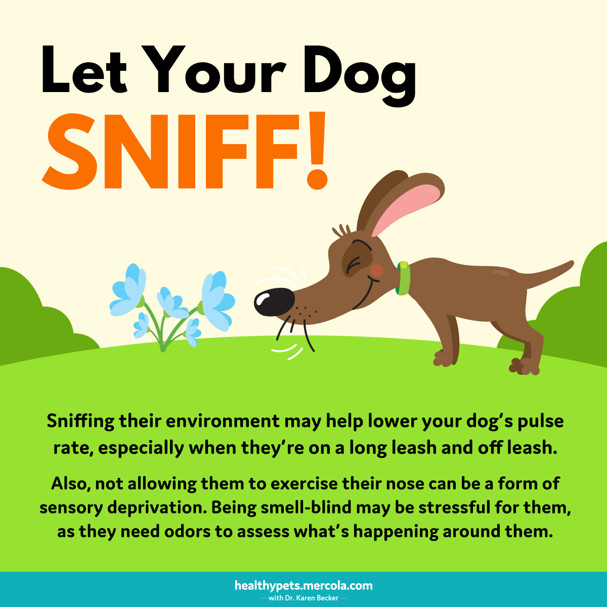 drkarenbecker's tweet photo. Let your dog explore the world through their nose. 🐶 https://t.co/FSkBHHku26