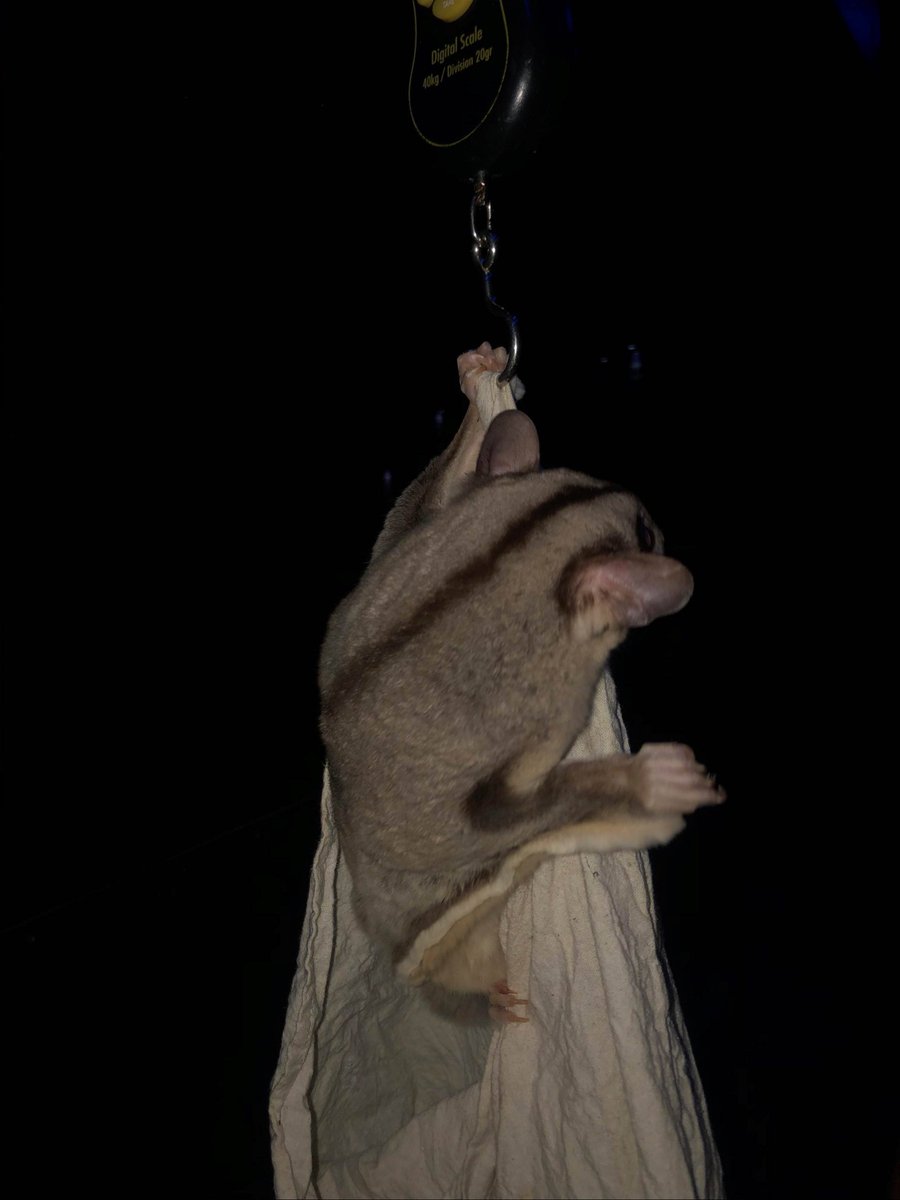 200g of utter cuteness 😍 

Our little Mahogany Glider Joey undergoing some health checks with our keepers.

She currently weights less than half of her mother, Acacia, who weighs 500g

<a href="/CairnsGBR/">Cairns & Great Barrier Reef</a> <a href="/Queensland/">Queensland Australia</a> <a href="/queenslandjp/">クイーンズランド州政府観光局🇦🇺</a> <a href="/PortDouglas_Aus/">PortDouglas&Daintree</a> #exploretnq #thisisqueensland #wildlife