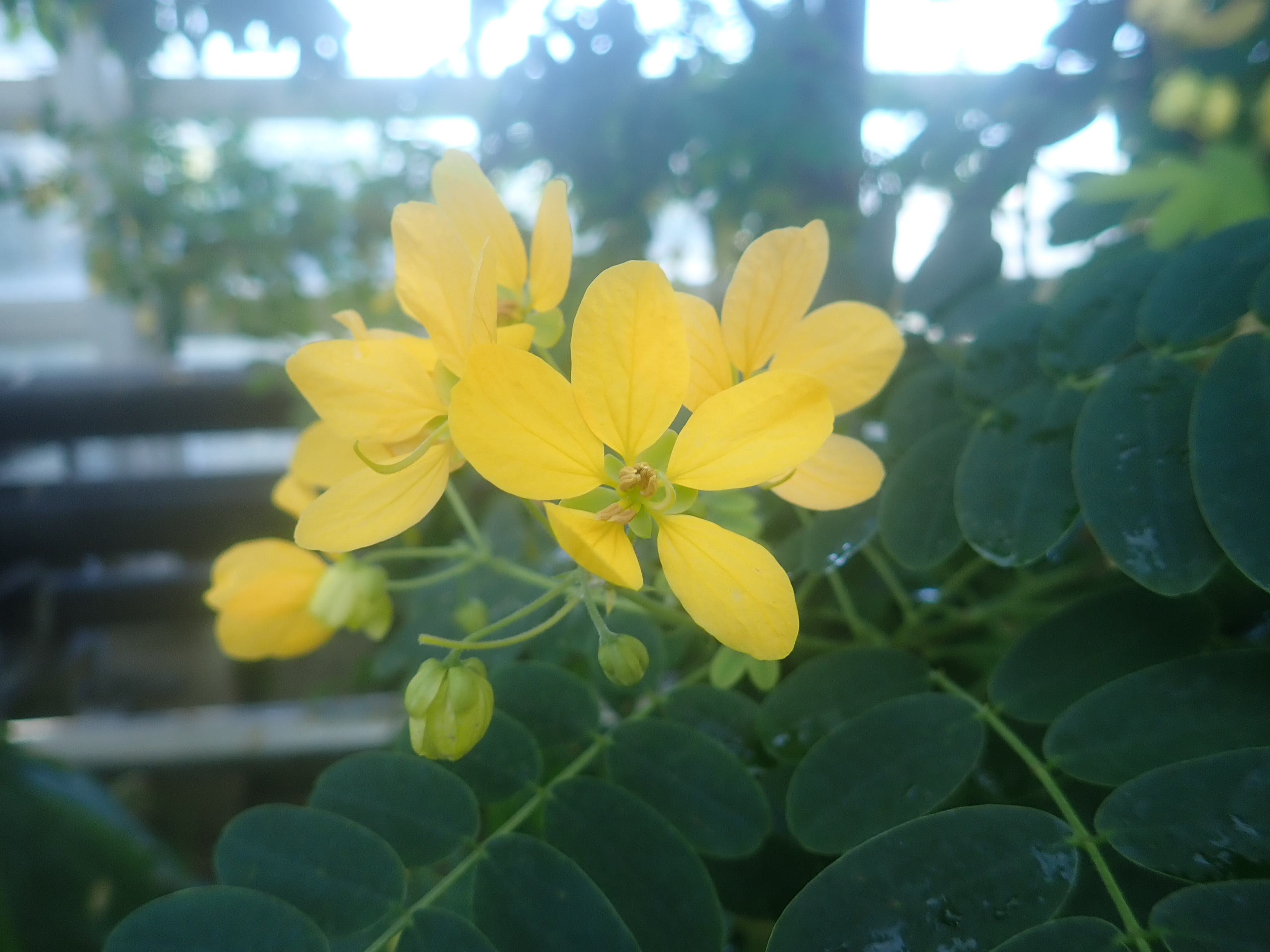 Twitter 上的 神代植物公園 ニュース スタッフより 園芸係 大温室熱帯花木室でモクセンナの花が咲いています モクセンナは 熱帯アジア オーストラリア ポリネシア原産のマメ科センナ属の植物 黄色の花をスクランブルエッグに見立て スクランブルエッグ