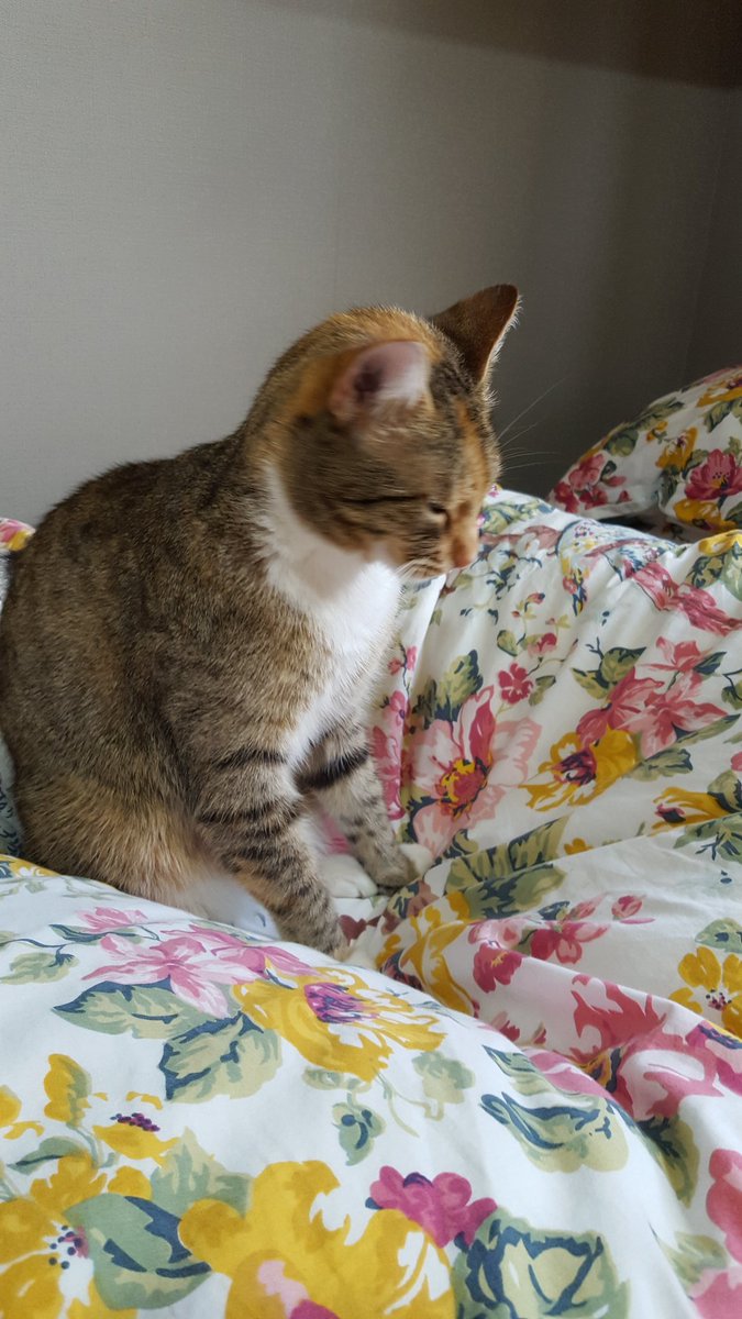 Sleepyhead grooming herself...