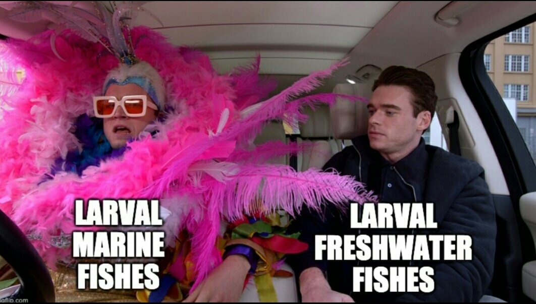 Marucha2012's tweet image. Amor por las larvas de peces marinos!😍  @landaicio @LabitiL