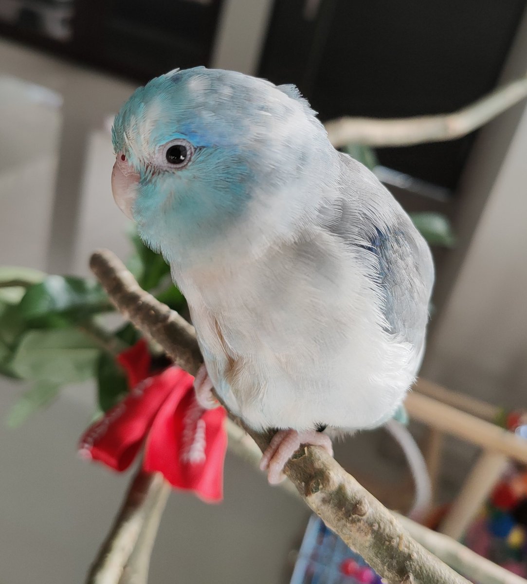 MoonlitDearest's tweet image. Good morning.