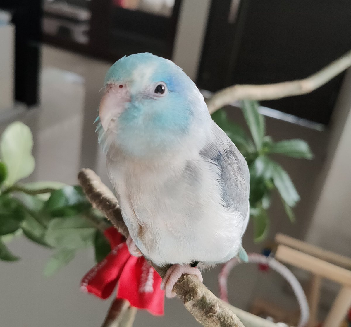 MoonlitDearest's tweet image. Good morning.