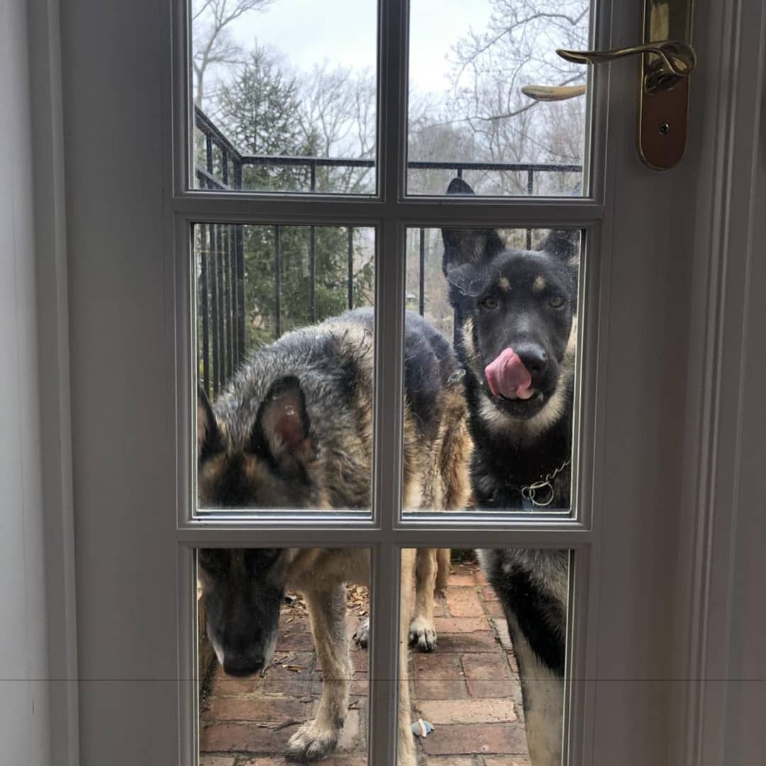 petsarefound's tweet image. "Time to go, Mr President."

Champ &amp;amp; Major Biden are ready to make an entry.

#TrumpOutTuesday #TongueOutTuesday 

#FirstDogs #ChampBiden #MajorBiden #Indoguration #Indoguration2021 #Biden #Inauguration #BidenInauguration #Trump please #FreeJulianAssange