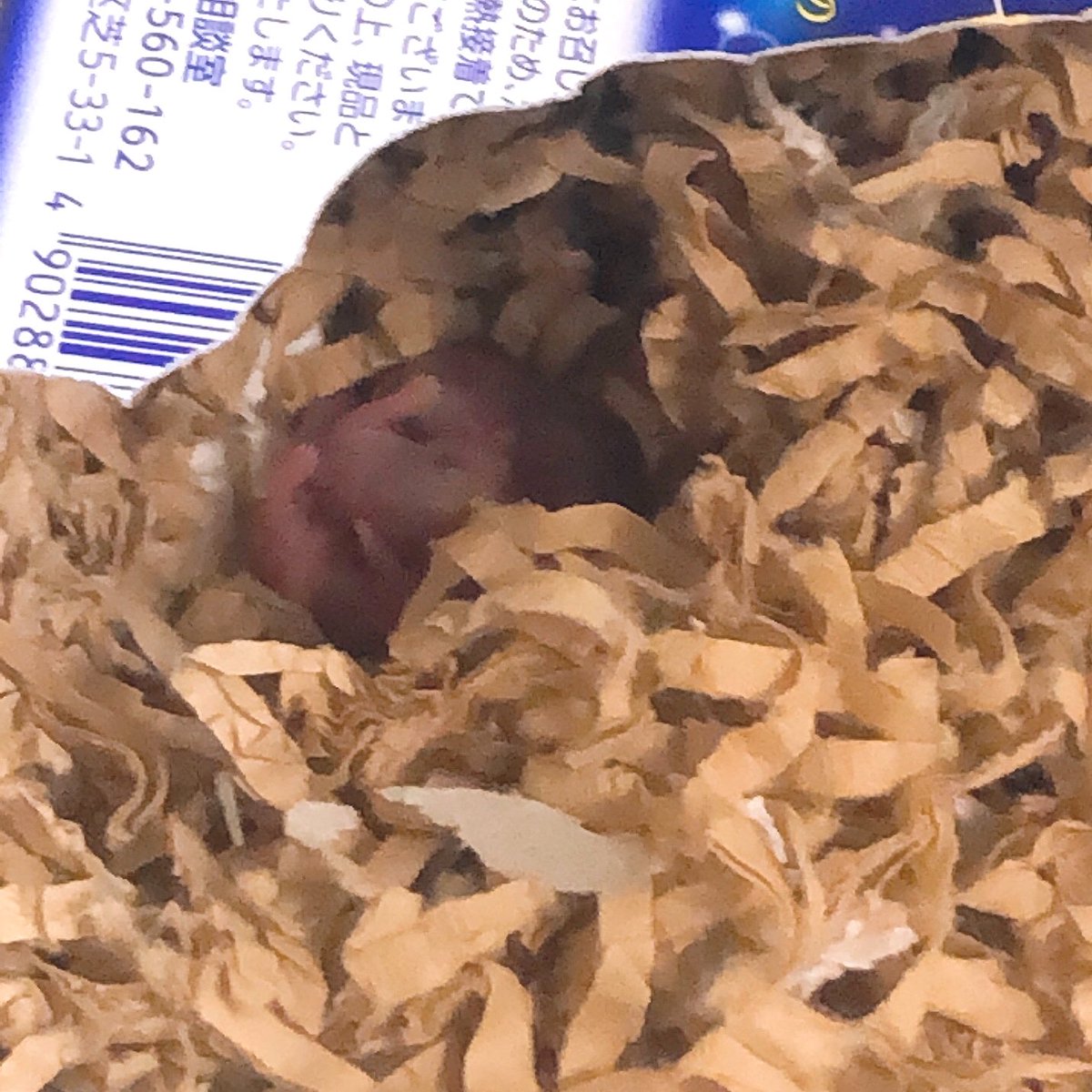 【2日目】
あんずちゃんも
ちびちゃんも元気🐹🐹🐹

ちびちゃん達を見せてくれた