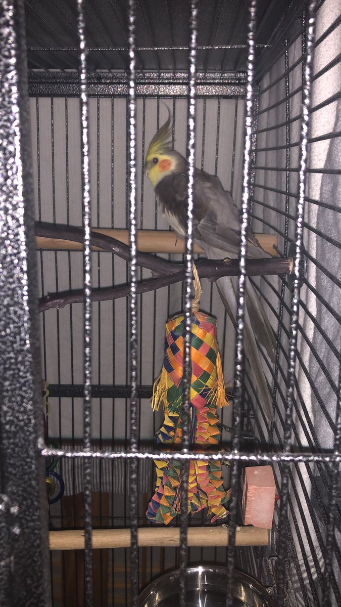 MrbirbC's tweet photo. Night of the living Borb! I is tired 💤 https://t.co/3xnX1vOyHb
