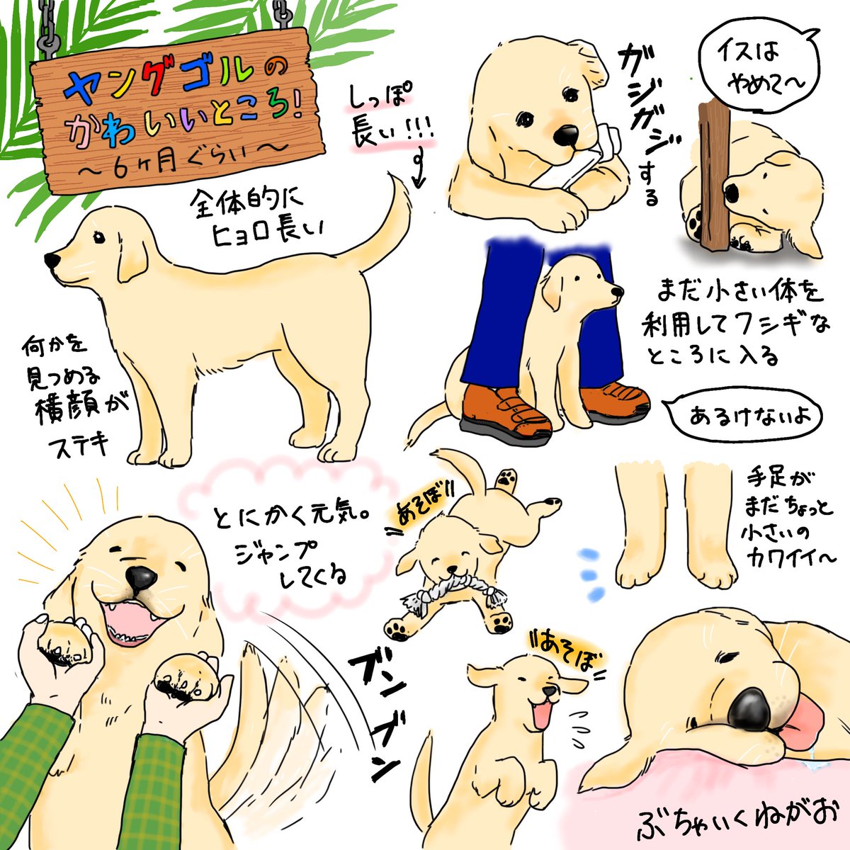 8kanchi8 かんち ヤングゴルの可愛いところ やんちゃ盛りで手に負えないけど愛してる ヤングゴル ゴルパピ ゴールデンレトリーバーの魅力 ゴールデンレトリバー ゴールデンレトリーバー イラスト ゴールデンレトリバーのイラスト 犬の