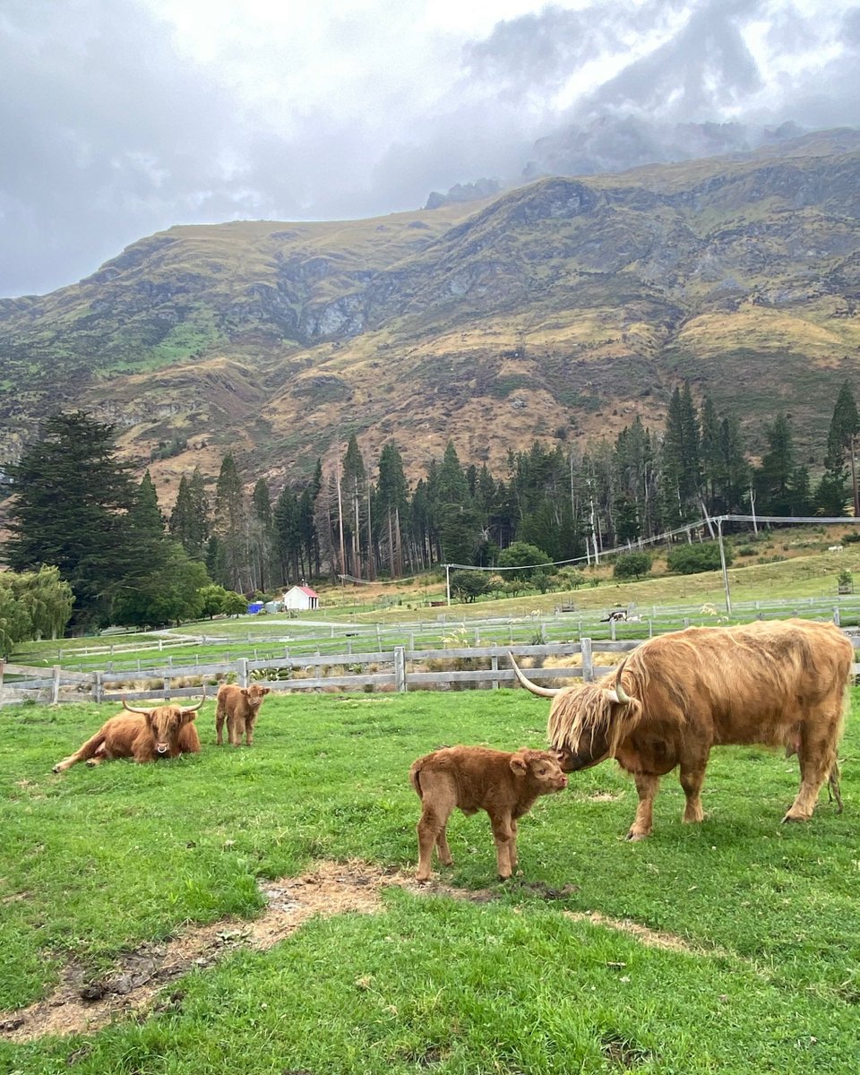 RealNZ_'s tweet photo. Cuteness overload! 🐄🐄

Here's two more reasons for you to visit Walter Peak High Country Farm https://t.co/vDW6ZrBqST