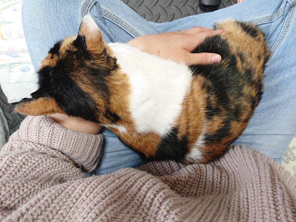 DG6GdhrxDpiLmDC's tweet photo. 猫ちゃん探してます！

1月20日11時半頃家を飛び出してしまいました。初めて外に出ます。怖がりです。

名前:まる(三毛猫)
首輪してません😭
体重3㎏位女の子
見掛けましたらご連絡お願いします

#迷い猫
#迷子猫
#迷子
#猫
#三毛猫
#所沢
#北秋津
#上安松
#東村山
#秋津 https://t.co/Bv88zuiicy