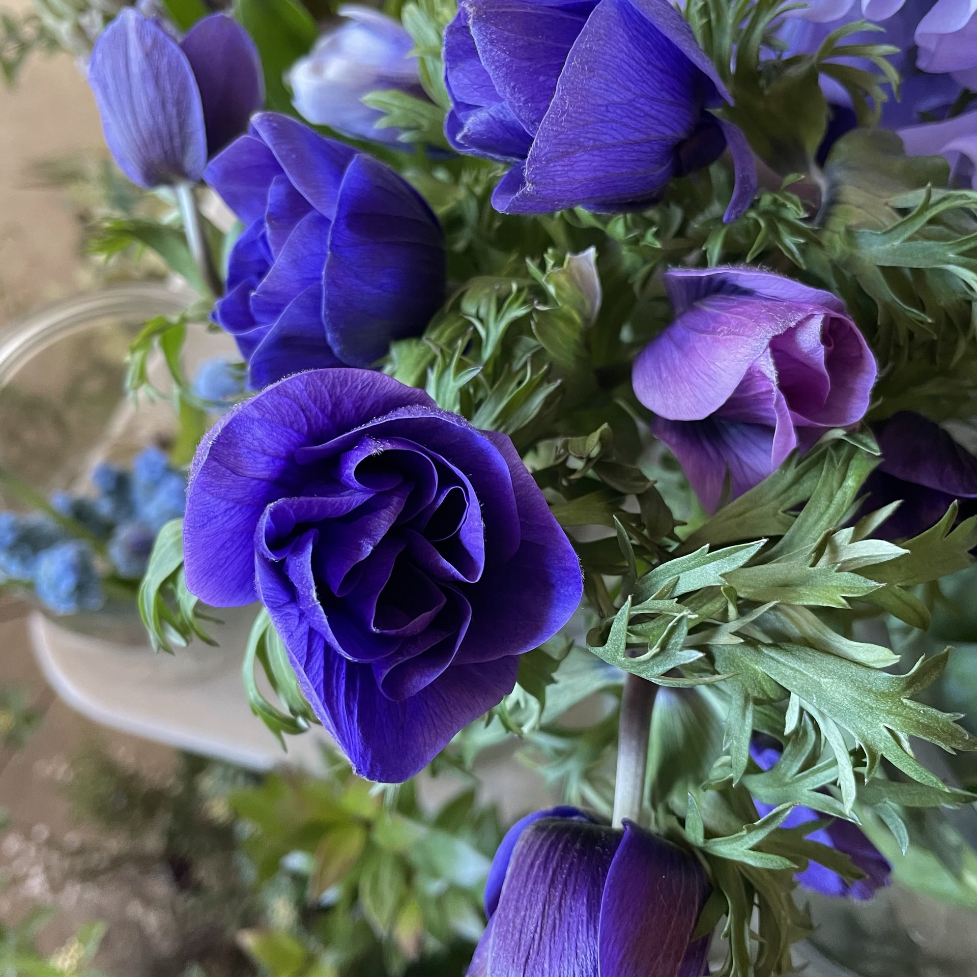 D Ici Peu 毎日ひと花 アネモネ デカンmix