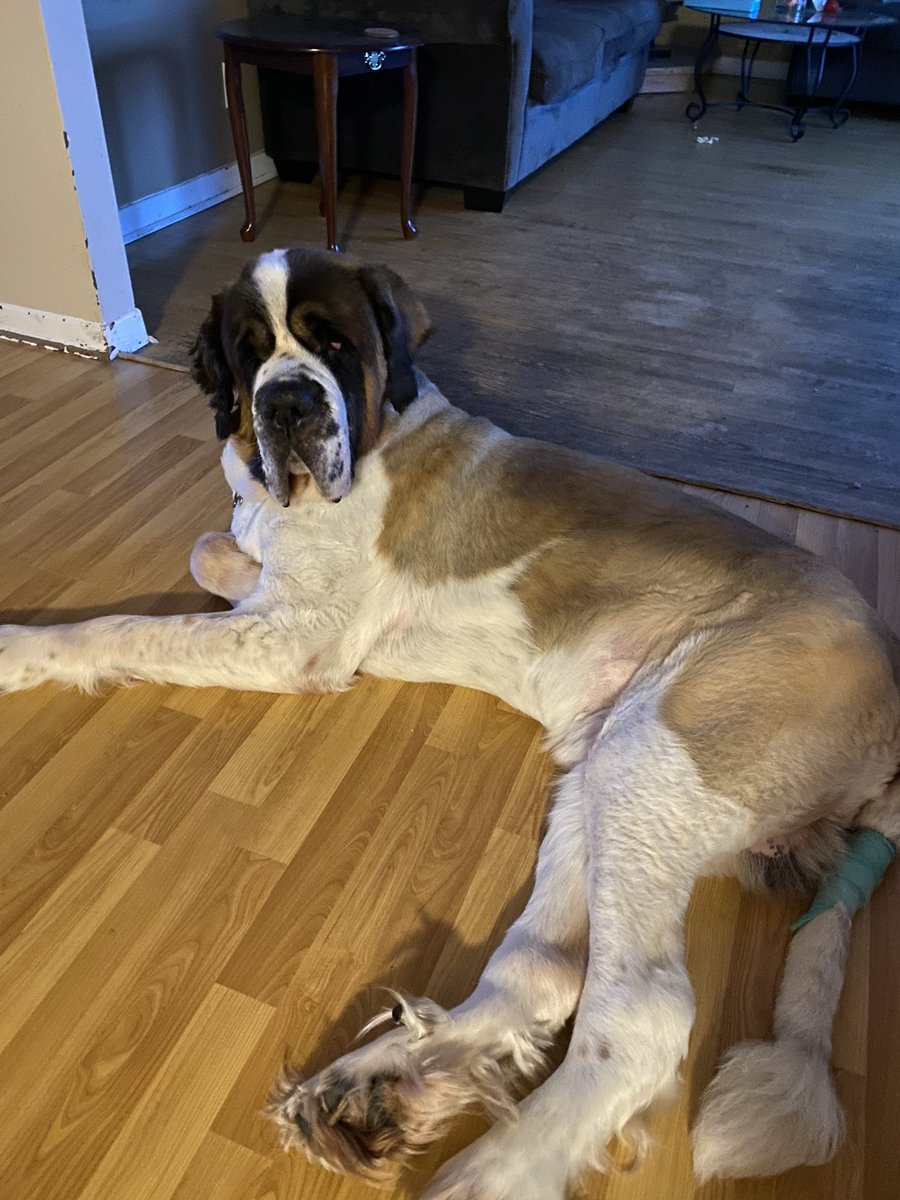 PariseRoy's tweet photo. Night before his tail amputation and hip cyst removal. Has a full belly. Wish him luck tomorrow, very risky surgery as he is 10 years old but needs to be done to keep him healthy. #saintbernard #mommasfurbaby https://t.co/wsroHlb4OM