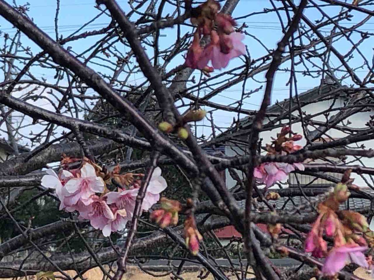 諸戸高 金谷の旧市街を流れる ドブ 川が大代川と合流する地点にある であい公園 ここまで約7000歩 桜 河津桜 が咲いて 今日は風邪もなく 春爛漫 O