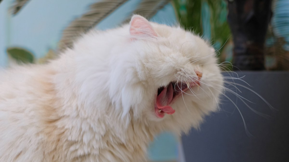 MoetBlindCat's tweet photo. Well, it's #whiskerswednesday and dis my face for today!

#CatsOfTwitter #Catsontwitter https://t.co/EDAQQzrrbO