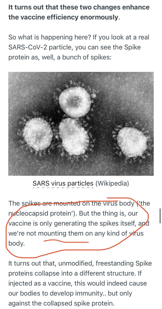 7) Okay this next part is tricky... the spike protein from the vaccine is NOT standing up on top of a virus surface (because no virus), but free floating. This is a problem because the spike protein would “collapse” into a different shape that isn’t like the virus spike anymore.