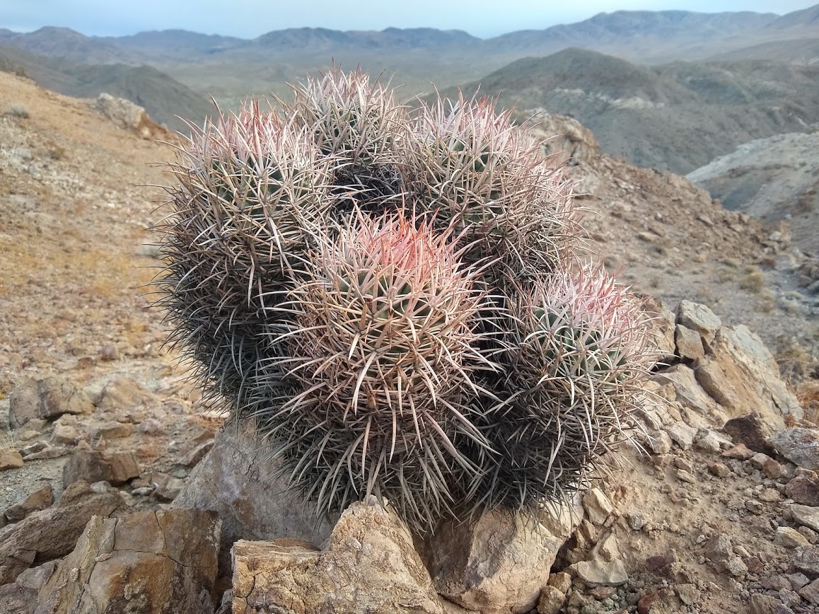 Spring flowers may not have arrived (or even germinated) in southern Death Valley quite yet, but the #Echinocactus polycephalus are lookin' quite lovely. Here's hoping that this weekend delivers some much needed rain! 🤞