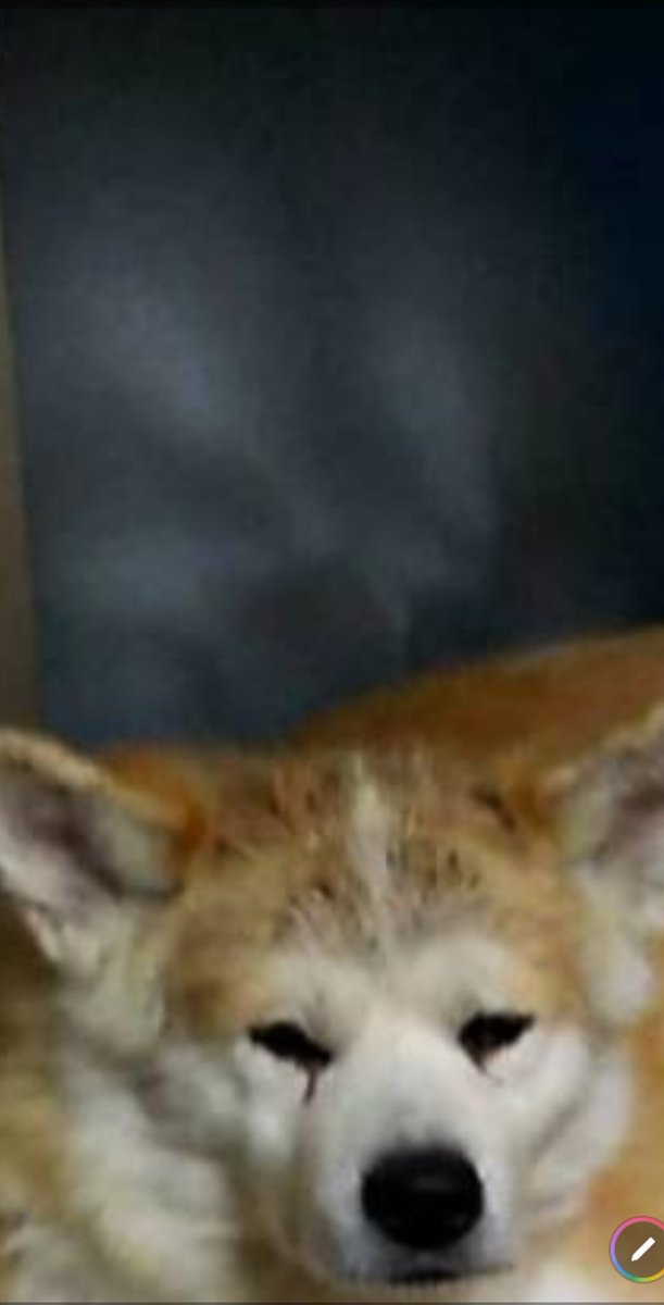 Fp あきくんの背後に犬の霊 妖怪 化け物 ベランダのスリガラスに写っているものは 誰かわかる方いませんか 南伊勢町 秋田犬 幽霊 妖怪 化け物 神