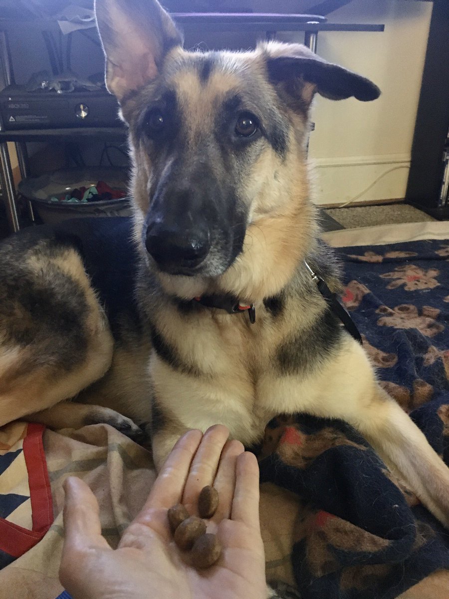 PoindexterPark's tweet photo. Working on #focus (#eyecontact) & #impulsecontrol with these two #germanshepard #sisters. Not only are they rockin’ it, but they’re much calmer & look to me for guidance.
#trainerintraining #dogtraining #balancedtraining #dogtrainer #gsd #gsdlife #focustraining #littermates https://t.co/SHruaiDnW2