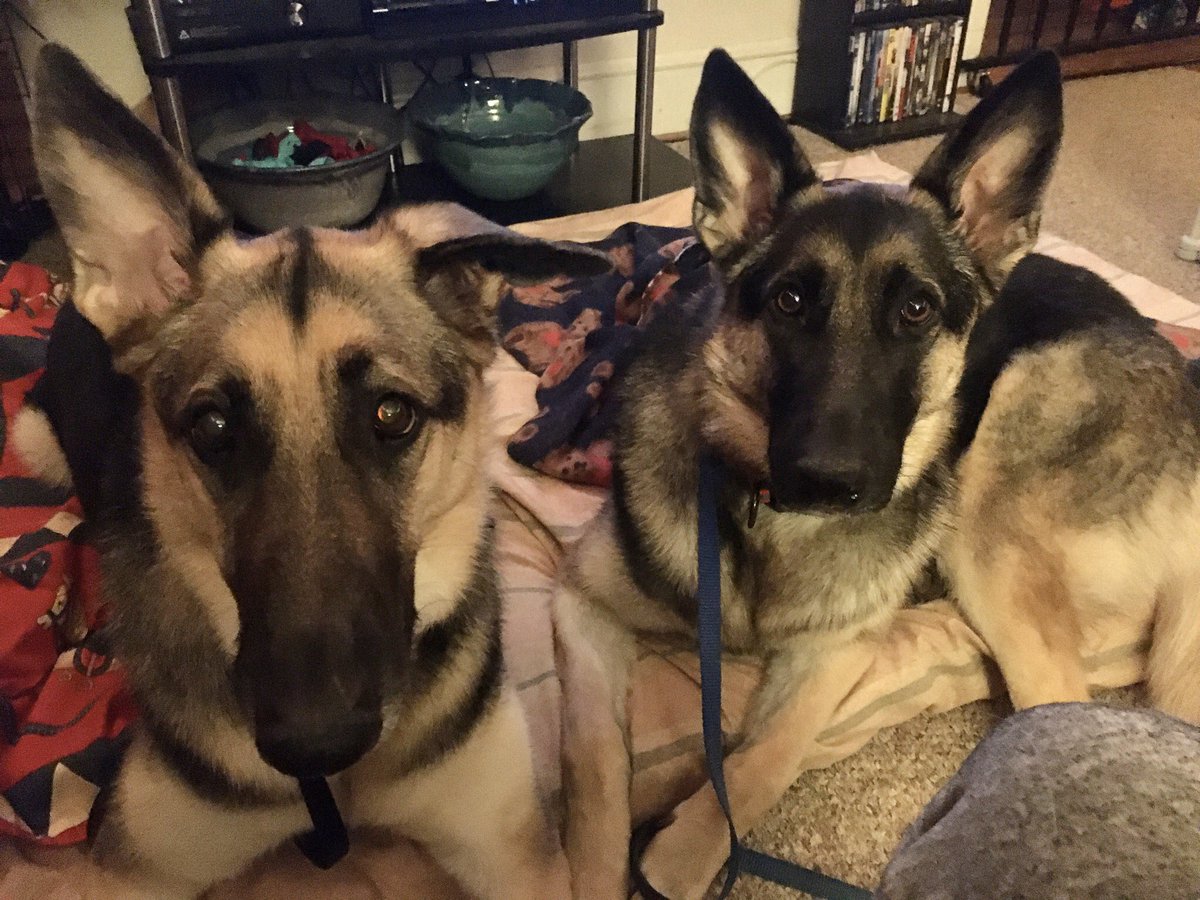 PoindexterPark's tweet photo. Working on #focus (#eyecontact) & #impulsecontrol with these two #germanshepard #sisters. Not only are they rockin’ it, but they’re much calmer & look to me for guidance.
#trainerintraining #dogtraining #balancedtraining #dogtrainer #gsd #gsdlife #focustraining #littermates https://t.co/SHruaiDnW2