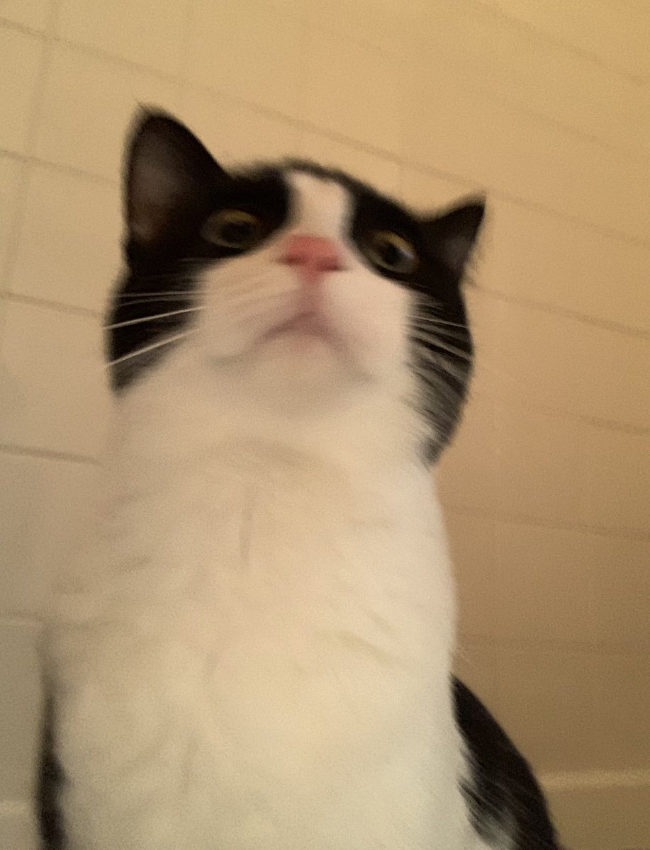 madelinemacy's tweet photo. enjoy a cursed image of my cat https://t.co/P94ZCWGG7S