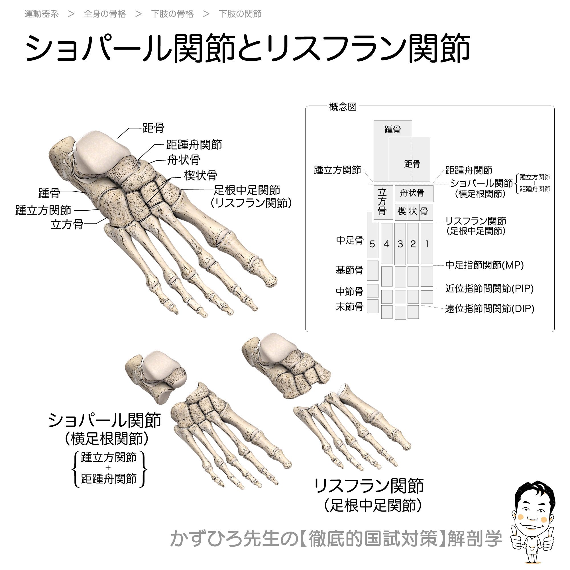 かずひろ先生 なるほど解剖学 ショパール関節とリスフラン関節 ショパール関節 横足根関節 踵立方関節 距踵舟関節 リスフラン関節 足根中足関節 運動器系国試対策セミナー アーカイブ版 T Co Spvu9f3gfk 厳選80問 全て